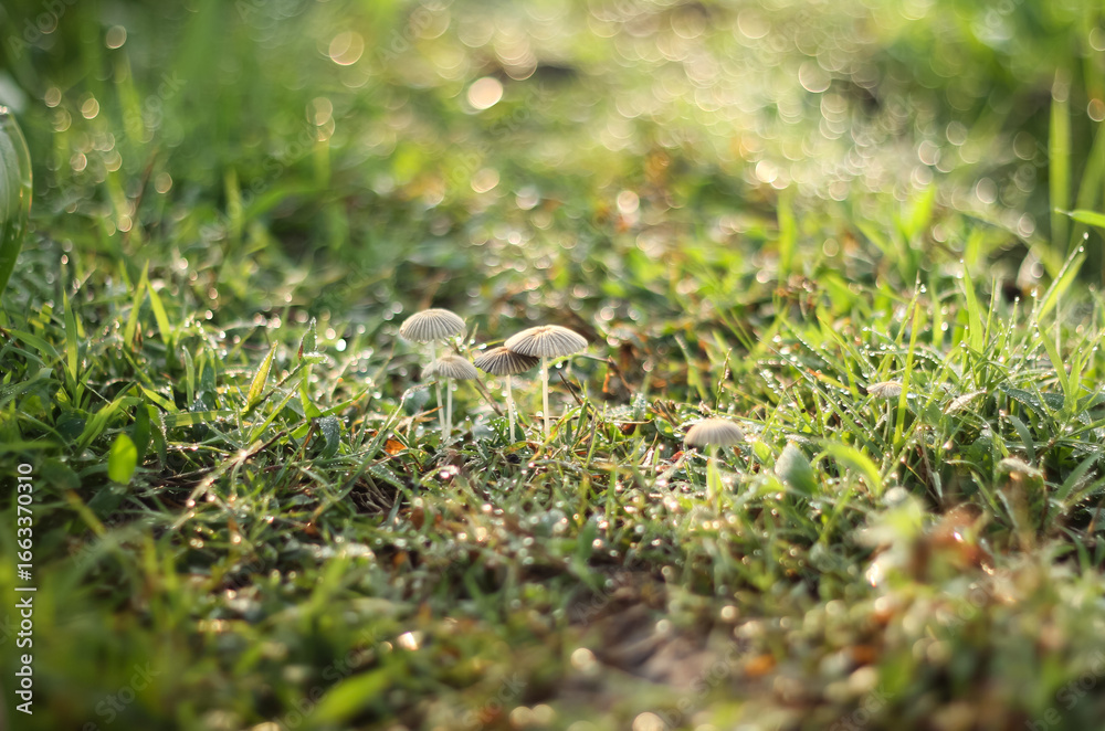 Photo of Parasola plicatilis mushroom in the morning, filled with very fresh dew drops. Photo of Parasola plicatilis mushroom in the morning, filled with very fresh dew drops.