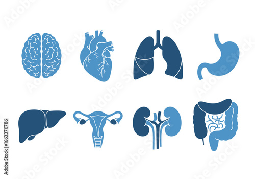A Collection of Stylized Blue Human Internal Organ Icons Showing the Brain Heart Lungs Stomach Liver Uterus Kidneys and Intestines Representing Medical Health and Anatomy Education