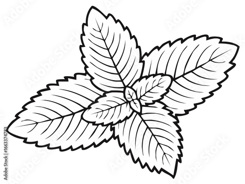 Monochromatic illustration of spearmint leaves with intricate vein detail