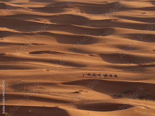 Caravan of Camels Walking in the Sahara Desert of Merzouga, Morocco
