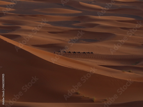 Caravan of Camels Walking in the Sahara Desert of Merzouga, Morocco