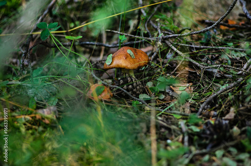 Mushrooms in the Ural taiga. August 2025.