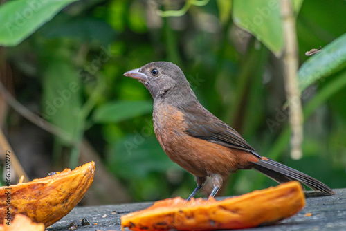 Brazilian Tanager or Tiê-Sangue bird of the Atlantic Forest - Female - South East Brazil - South America (Ramphocelus bresilia) - Eating Papaya