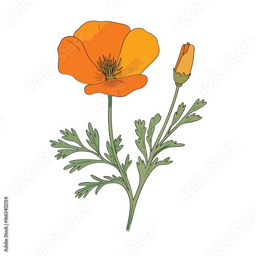 Bright orange california poppy flower with bud and green leaves