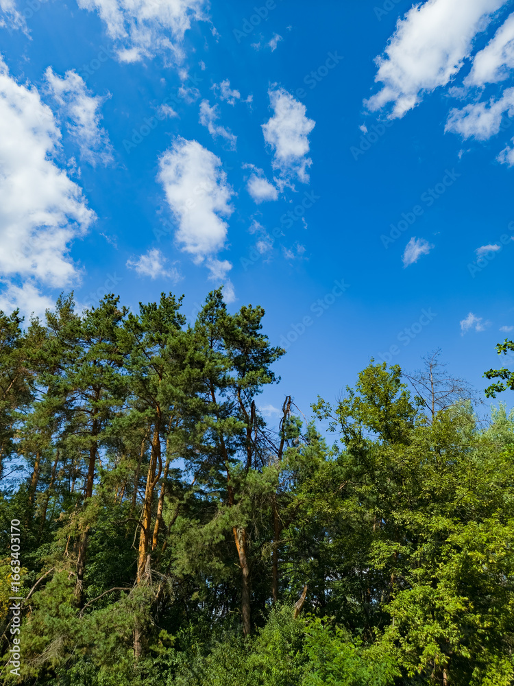Obraz premium Sunny Sky Over Forest Trees