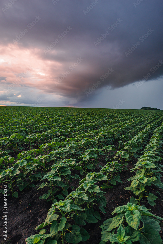 Rows of young sunflower plants in the foreground under a dramatic and heavily clouded sky with a beautiful pink-purple sunset glow, capturing the rich colors of the field before a storm. Rows of young sunflower plants in the foreground under a dramatic and heavily clouded sky with a beautiful pink-purple sunset glow, capturing the rich colors of the field before a storm.