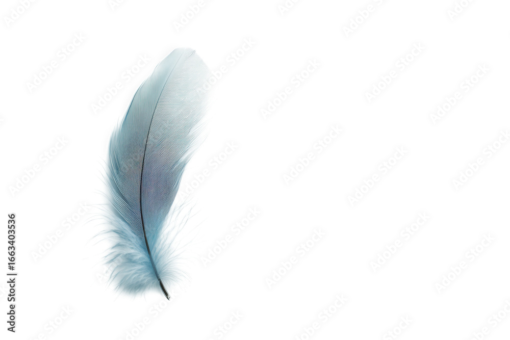 Obraz premium A single delicate blue feather isolated on a transparent background