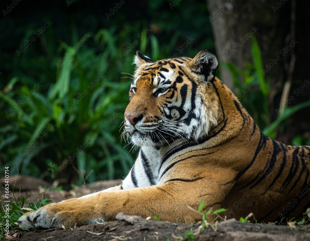 Fototapeta premium tiger in the wild