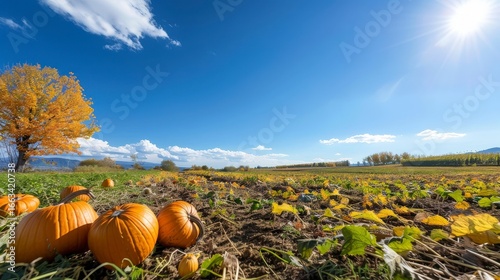pumpkin on a field autumn scene featuring three pumpkins and fallen leaves arranged on a wooden surface