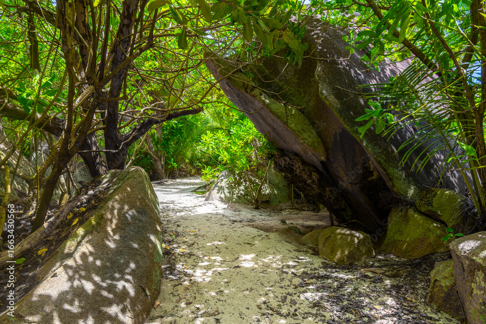 Fototapeta premium Path to the beach under tropical vegetation in Seychelles