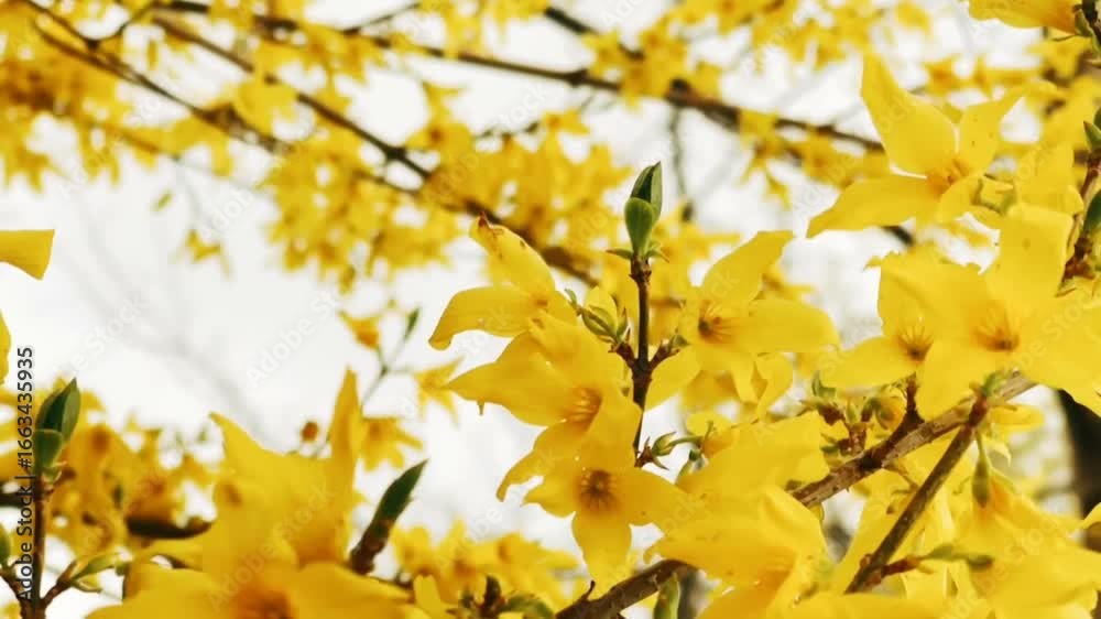 Yellow Flower Blooming on Tree Branch in Nature Yellow Flower Blooming on Tree Branch in Nature