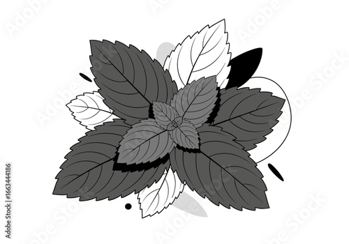 Fresh mint leaves arranged in a beautiful bouquet with abstract shapes and dots behind them