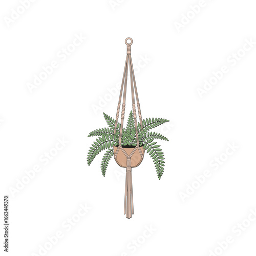 Hanging potted fern plant in a decorative macrame holder isolated on white white background