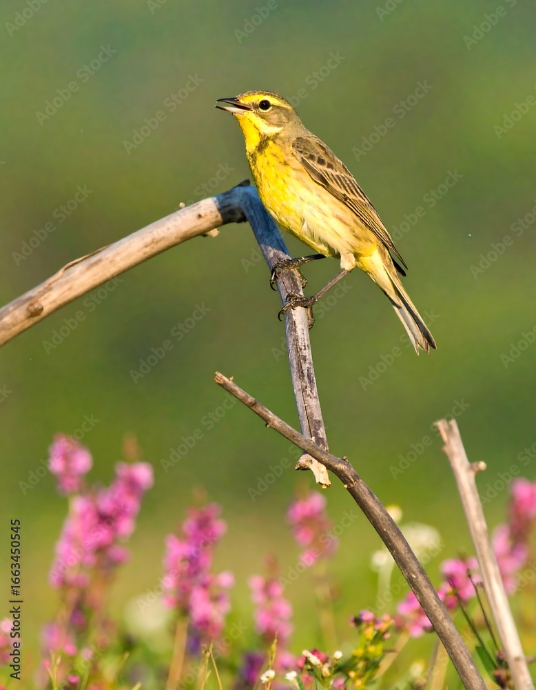 Fototapeta premium Yellow bird perched on a twig in a field