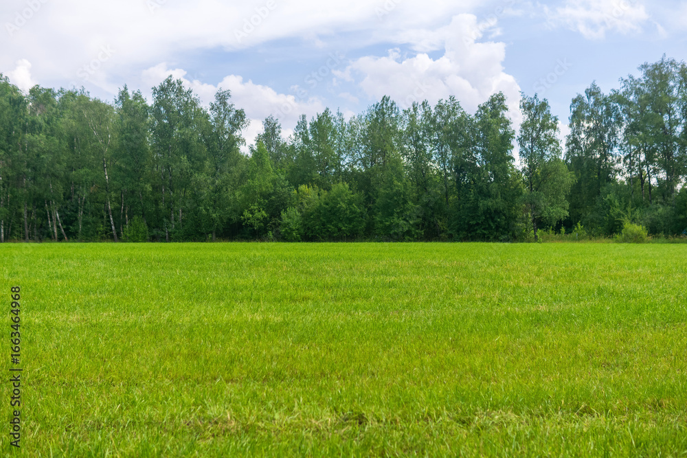 Obraz premium Green meadow in the forest. Summer landscape with grass and trees.
