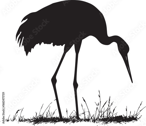 Crane Feeding Head lowered pecking at food on the ground body slightly bent. full length silhouette black vector illustration