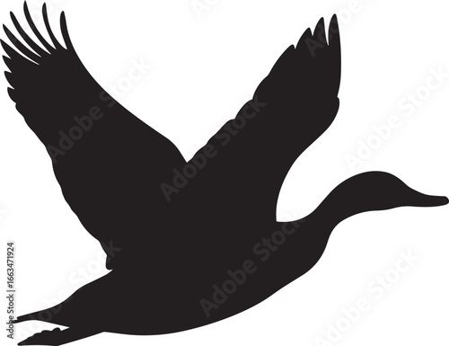 Duck Flying Wings fully spread body in mid-air legs tucked under tail extended. full length silhouette black vector illustration