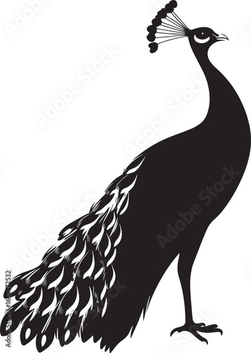 Peacock Calling Beak open head tilted back making a loud call. full length silhouette black vector illustration