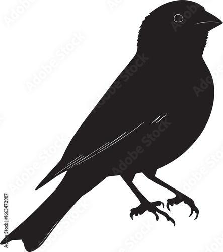 Sparrow Foraging pecking the ground with head down, full silhouette black vector.