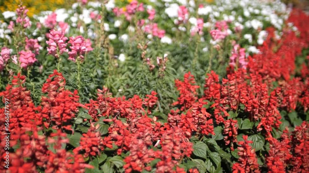 Red and Pink Flowers Blooming on Tree Branch in Nature Red and Pink Flowers Blooming on Tree Branch in Nature