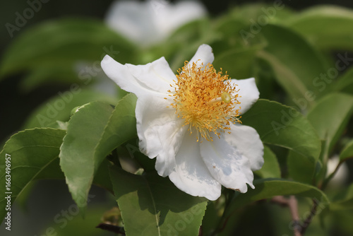 Fried Egg Tree or  Oncoba spinosa Forssk.