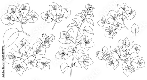 Elegant Bougainvillea flower sketches perfect for invitations, cards, and botanical illustrations, line art elegance