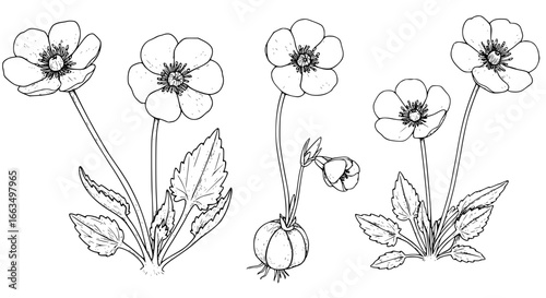 Elegant buttercup flowers line art for botanical designs and nature themed projects, a scalable graphic
