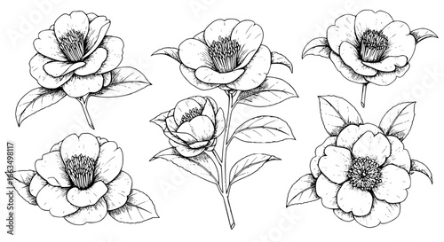 Delicate camellia blossoms line art for elegant floral designs and sophisticated botanical illustrations