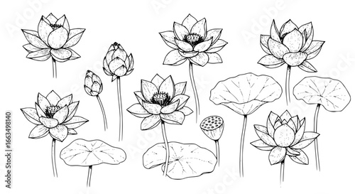 Elegant botanical drawing of water lily flowers and buds, perfect for peaceful zen designs and serene spa themes