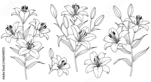 Elegant lily flower drawing perfect for wedding invitations or sophisticated floral designs, a botanical illustration