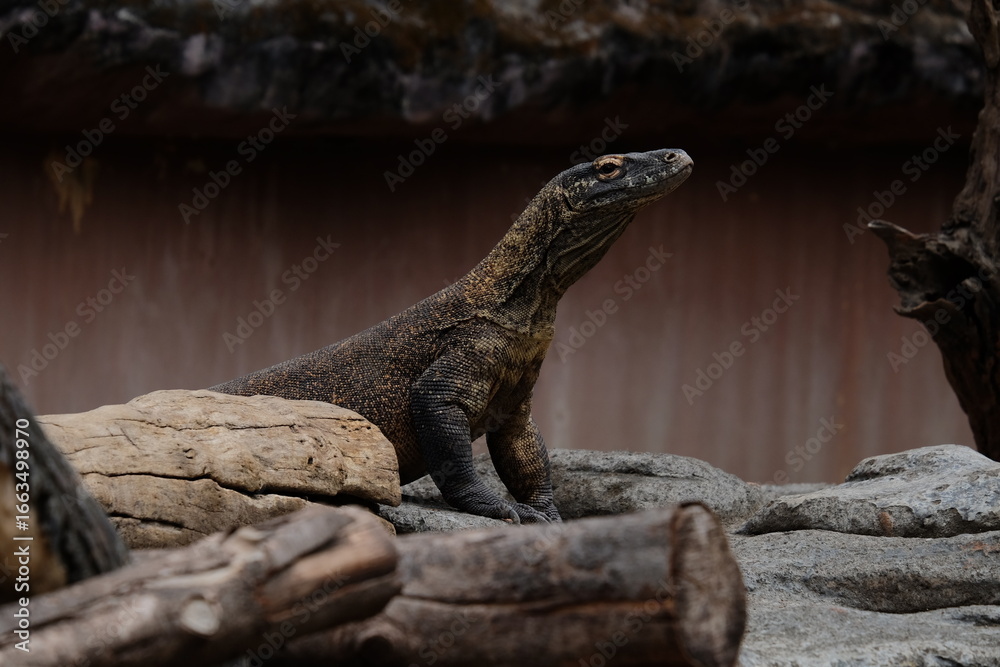 Obraz premium iguana on the tree
