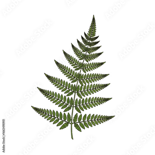 Detailed Green Fern Leaf Illustration.