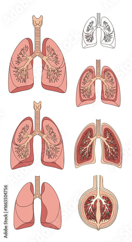Detailed anatomical illustrations of the human respiratory system and lungs showing bronchial structures