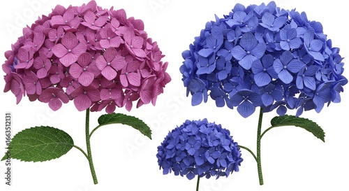 Hydrangea flowers isolated background
