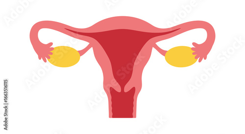 Female reproductive system with ovaries and uterus