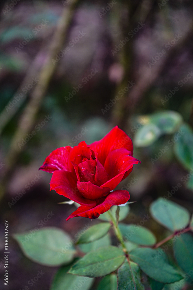 Obraz premium Close-Up of a Blooming Petal with Soft Background