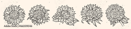 Ink crayon marker gouache hand drawn sunflowers with bold outlines and rustic texture. Dry brush stroke floral elements for botanical projects, packaging, textile patterns, and eco-friendly designs.