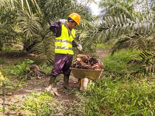 An Asian man carrying oil palm fruit using a wheelbarrow from an oil palm plantation