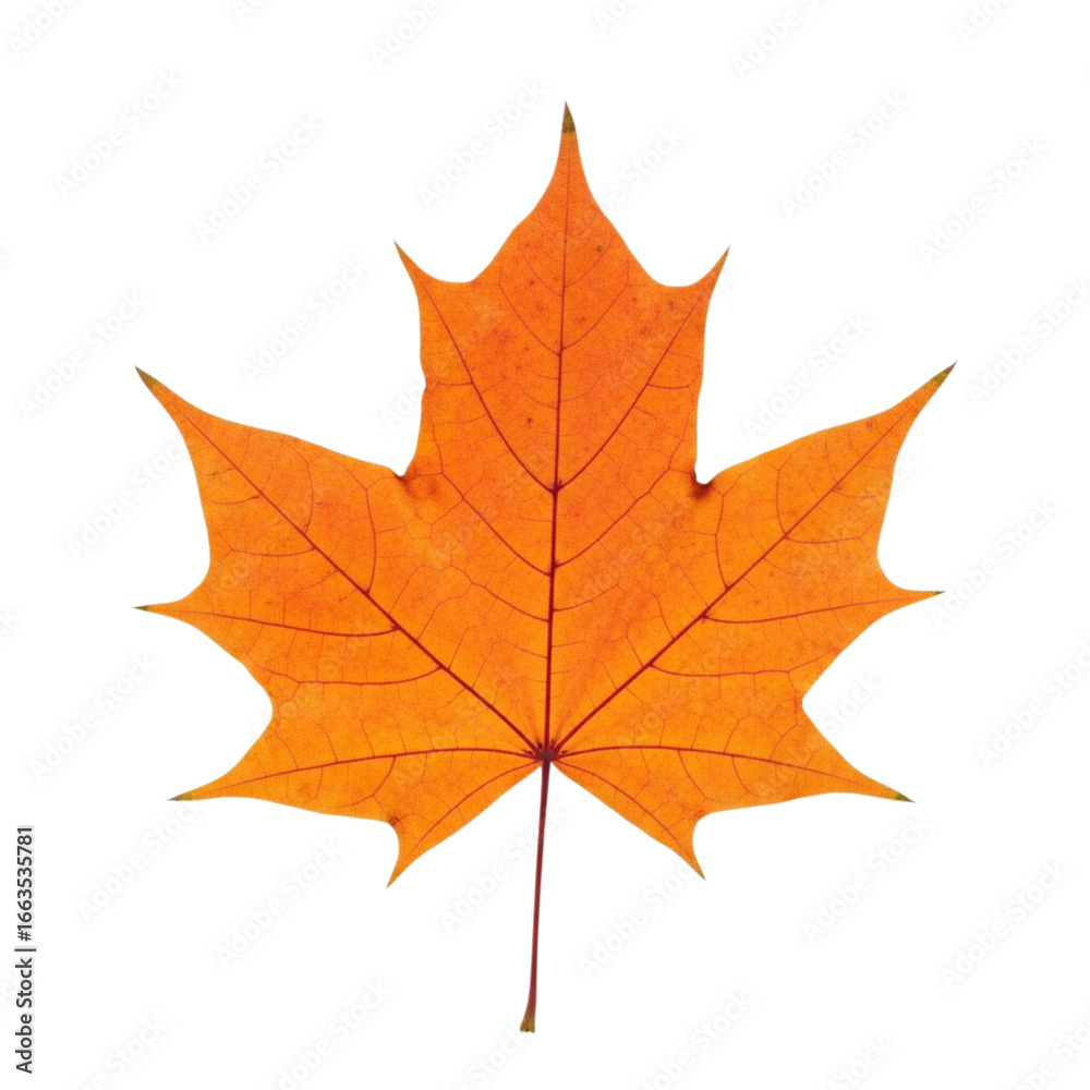 Obraz premium Bright orange maple leaf detailed close-up isolated autumn season symbol of canada and nature transparent background