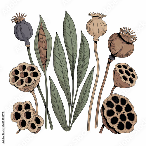 A detailed botanical collection of hand-drawn illustrations featuring dried poppy seed heads, lotus pods, and green leaves in a vintage artistic style.