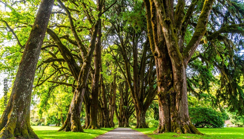 Fototapeta premium A sun-drenched pathway lined with tall, ancient trees, displaying rich textures and vibrant green foliage, creating a serene and peaceful atmosphere.