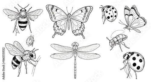 Intricate insect collection in detailed hand drawn style featuring butterflies and bees