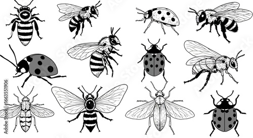 Monochrome insect collection: detailed ladybugs and bees sketches
