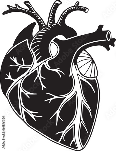 Illustration of the Human Heart A Detailed Black and White  vector