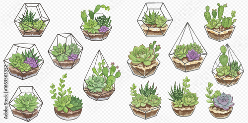 A collection of hand-drawn illustrations of succulents and cacti in various geometric glass terrariums.