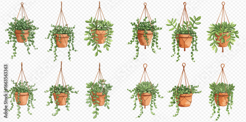 A set of twelve different hanging plants with lush green foliage in terracotta pots with macrame hangers.