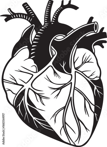 Illustration of the Human Heart A Detailed Black and White  vector