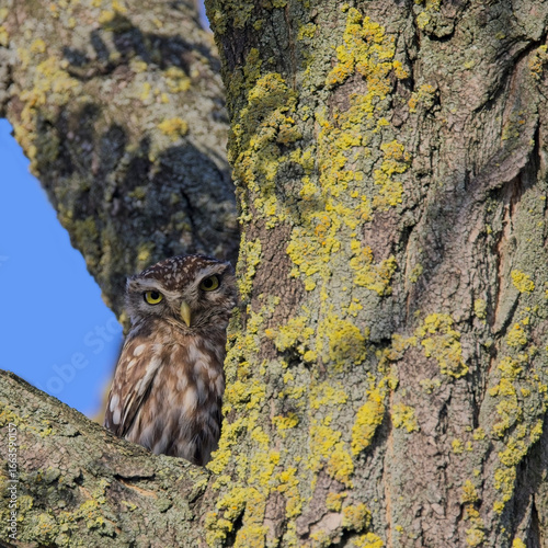 Nahaufnahme eines Steinkauzes am Baum
