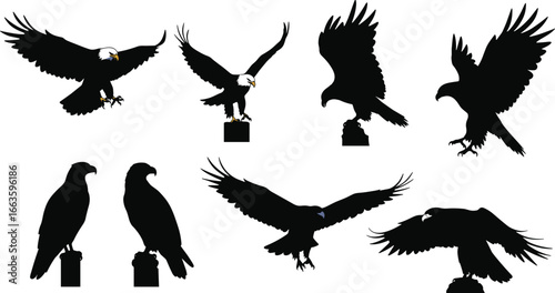 Eagle silhouette collection with flying and perched poses, black and white vector illustration, powerful bird of prey for wildlife design