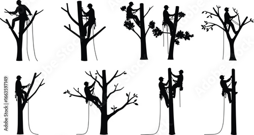 Professional tree climbers wearing safety gear and helmets, using ropes and harnesses to prune and maintain large trees, outdoor arborist work, nature conservation, tree care specialists